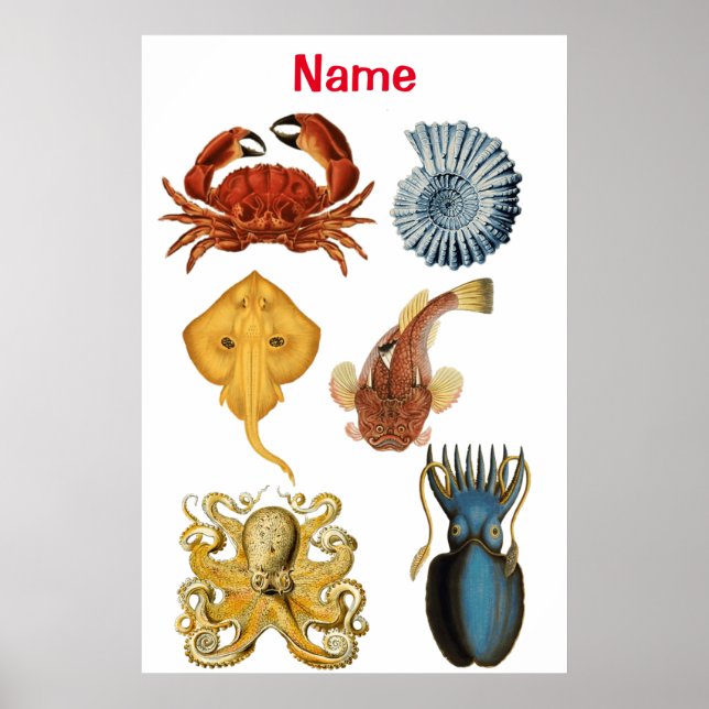 Unique Sea Beings Assortiment Thunder_Cove Poster (Vorne)