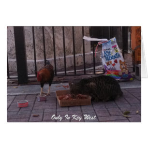 "Uniquement dans Key West" Chat et Carte photo de