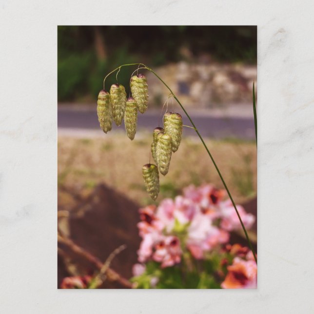 Unkraut in meinem Garten Postkarte (Vorderseite)