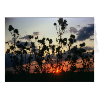 Unkraut und Sonnenuntergang