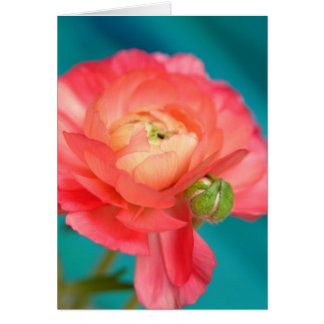 unkulant mit Knospen