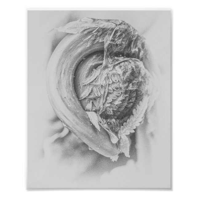 Unkurbeltes Holz Fern Schwarz und Weiß Print 3 Fotodruck (Vorne)