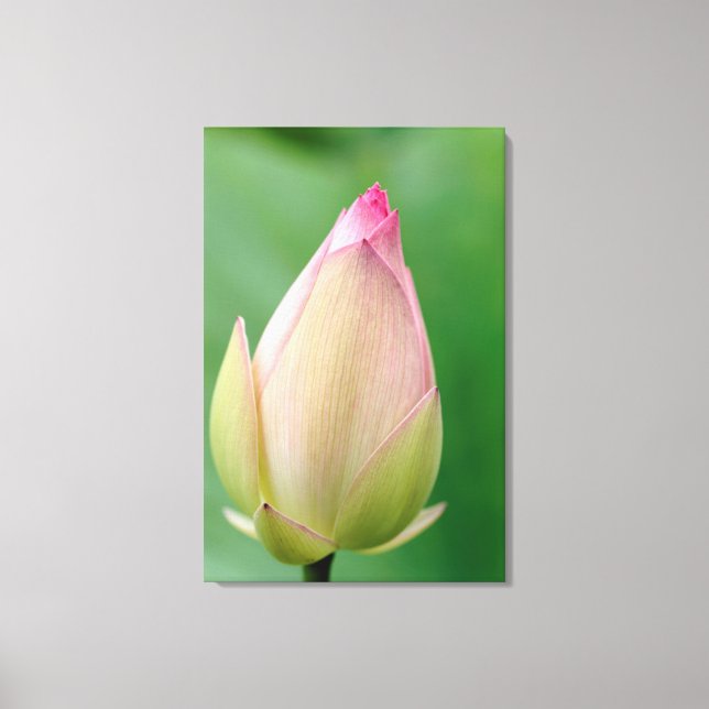 Unopened Water Lily Bulb, Durban Botanical Leinwanddruck (Vorderseite)
