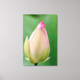 Unopened Water Lily Bulb, Durban Botanical Leinwanddruck