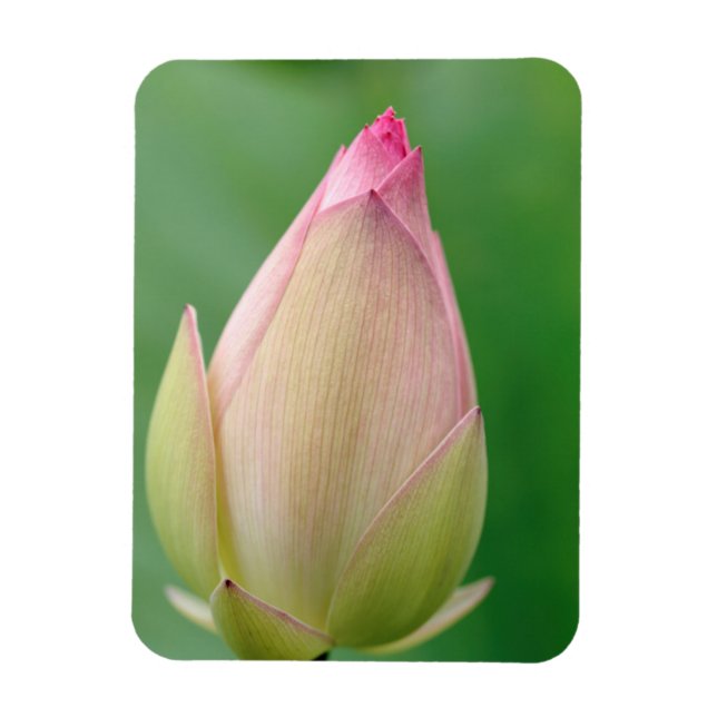 Unopened Water Lily Bulb, Durban Botanical Magnet (Vertikal)