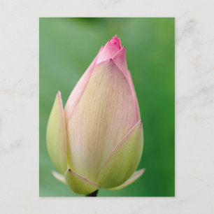 Unopened Water Lily Bulb, Durban Botanical Postkarte