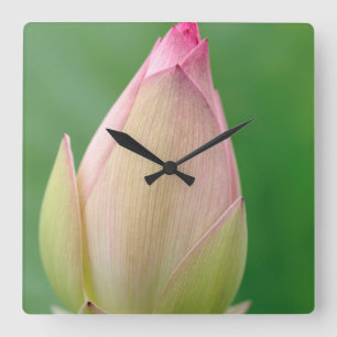 Unopened Water Lily Bulb, Durban Botanical Quadratische Wanduhr