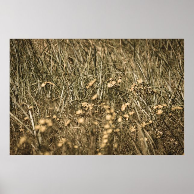 unregelmäßige trockene Pflanze am felsigen überdac Poster (Vorne)