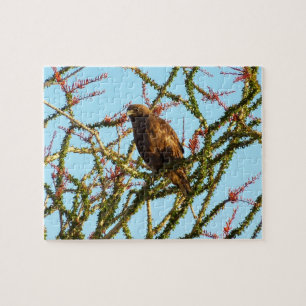 Unreifer Rotschwanzbussard in Ocotillo-Strauch