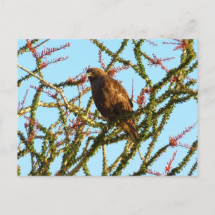 Unreifer Rotschwanzbussard in Ocotillo-Strauch Postkarte