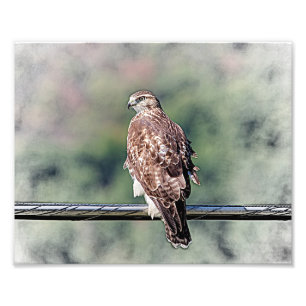 unreifes Rot angebundener Falke 10x8 Fotodruck