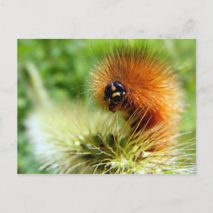 Unscharfe Raupe Postkarte