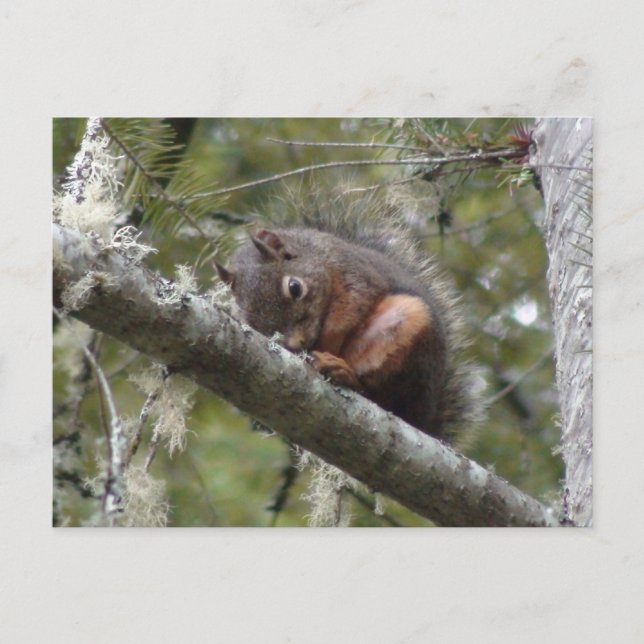 Unscharfes Schlafen auf Tree Limb Postkarte (Vorderseite)
