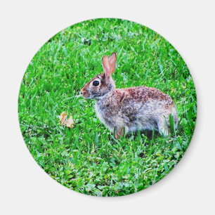 Unschuldig mustert Magneten Magnet