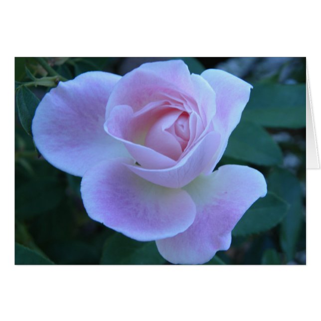 Unschuldige Blüte (Vorderseite (Horizontal))
