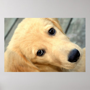 Unschuldiges Abby Plakat