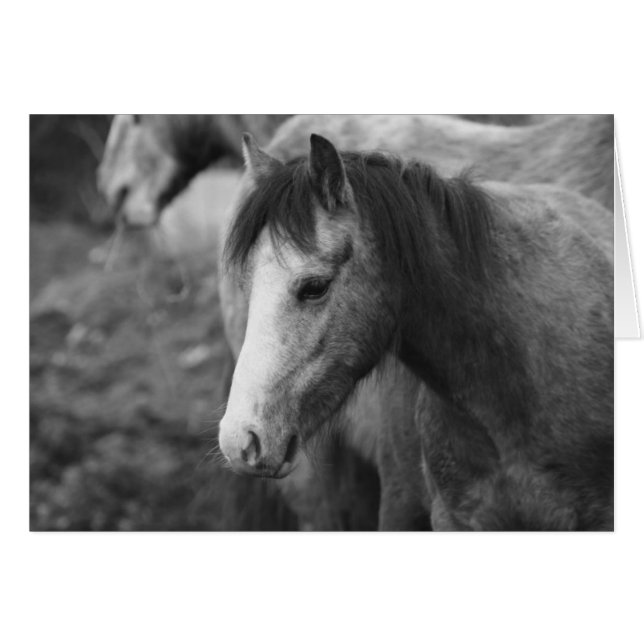 Unschuldigkeit von CatMac (Vorderseite (Horizontal))