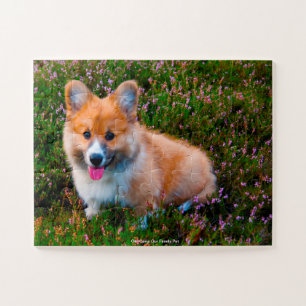 Unser Corgi unser Familienhaustier