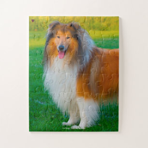 Unser rauer Collie, unser Familienhaustier