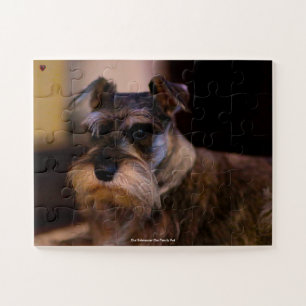 Unser Schnauzer unser Familienhund