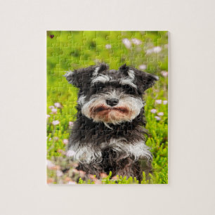 Unser Schnauzer unser Familienhund
