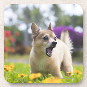 Unser Schoßhund kekai. Er ist halber Spitz und Getränkeuntersetzer
