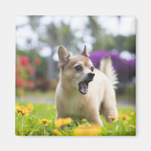 Unser Schoßhund kekai. Er ist halber Spitz und Magnet