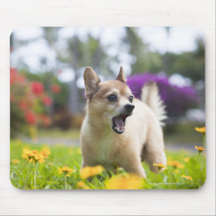 Unser Schoßhund kekai. Er ist halber Spitz und Mousepad