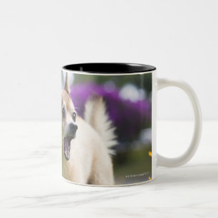 Unser Schoßhund kekai. Er ist halber Spitz und Zweifarbige Tasse
