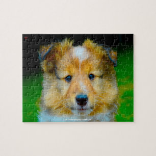 Unser Shetland Sheepdog Unser Familienhund
