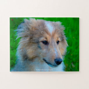 Unser Shetland Sheepdog, unser Haustier