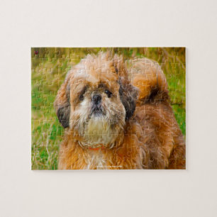 Unser Shih Tzu Unser Familienhaustier