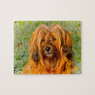 Unser Tibet-Terrier Unser Familienhund