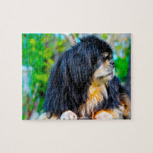 Unser tibetischer Spanier unser Haustier