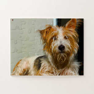 Unser Westie, unser Familienhund