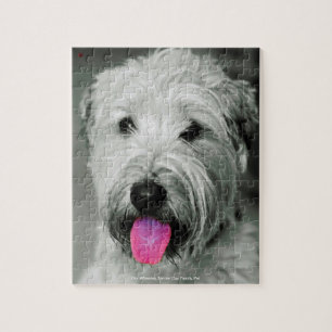Unser Wheaten Terrier Unser Familienhund