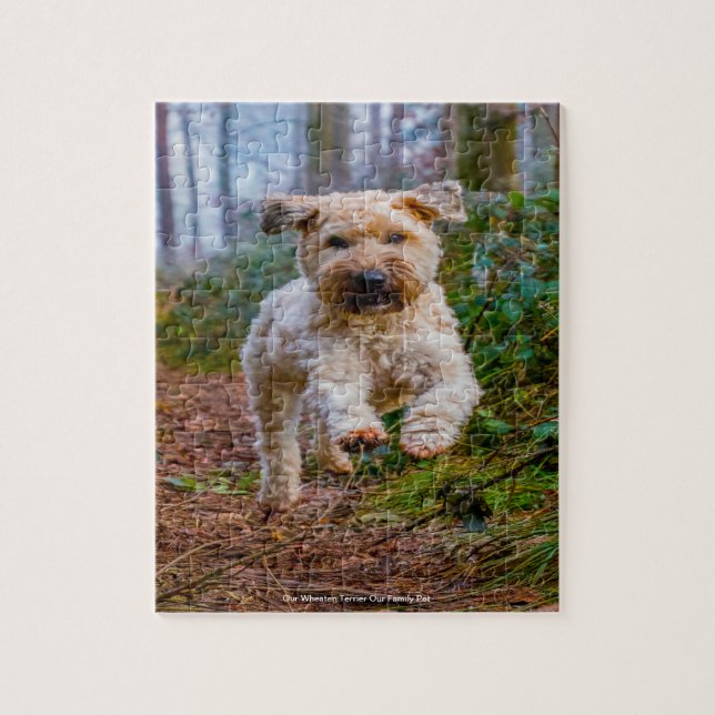 Unser "Wheaten Terrier" unser Haustier (Vertikal)