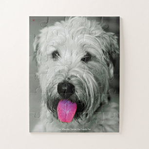 Unser "Wheaten Terrier" unser Haustier