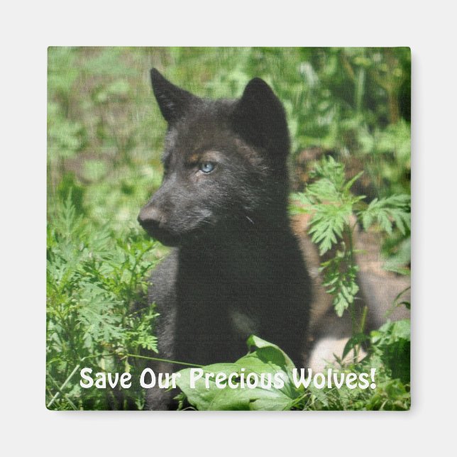UNSERE GRAUEN WOLVES Wildlife Black Wolf Pup geret Magnet (Vorne)
