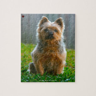 Unsere Silky Terrier unser Haustier
