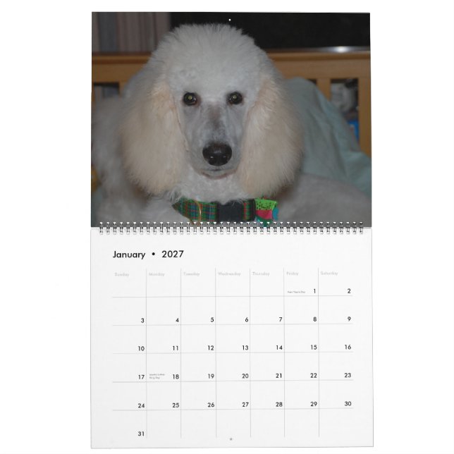 Unsere wunderschönen Standard Poodles 2011 Kalender (Jan 2027)