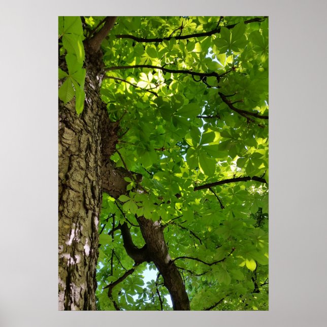 unter dem Baum Poster (Vorne)