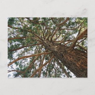 Unter dem Baum Postkarte