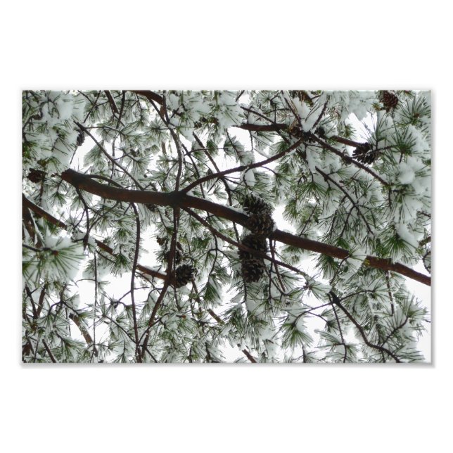 Unter dem schneebedeckten Kiefernwald WinterFoto Fotodruck (Vorne)