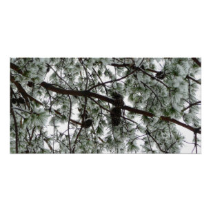 Unter dem schneebedeckten Kiefernwald WinterFoto Poster