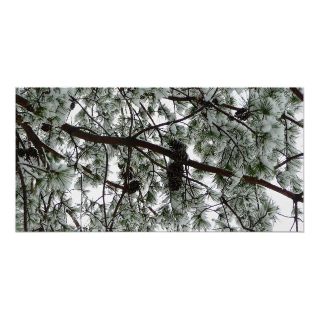 Unter dem schneebedeckten Kiefernwald WinterFoto Poster (Vorderseite)