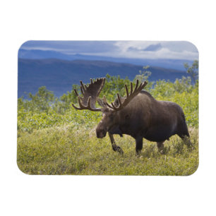 Unter den Weiden steht ein großer Bullenmaus Magnet