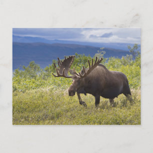 Unter den Weiden steht ein großer Bullenmaus Postkarte