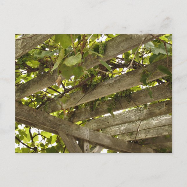 Unter einer Kulisse von Trauben Postkarte (Vorderseite)