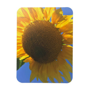 Unter einer Sonnenblume Magnet